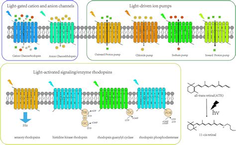 aav chanel rhodopsin|axonal channel rhodopsin.